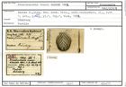 Karteikarte zum Syntyp von Frondicularia reussi Karrer, 1862